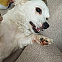 dog, white_dog, fluffy, pet, couch, indoor, paw, happy, playful, fur, closeup, canine, animal, relaxing, person, yellow_clothing, texture, snout, ear, home