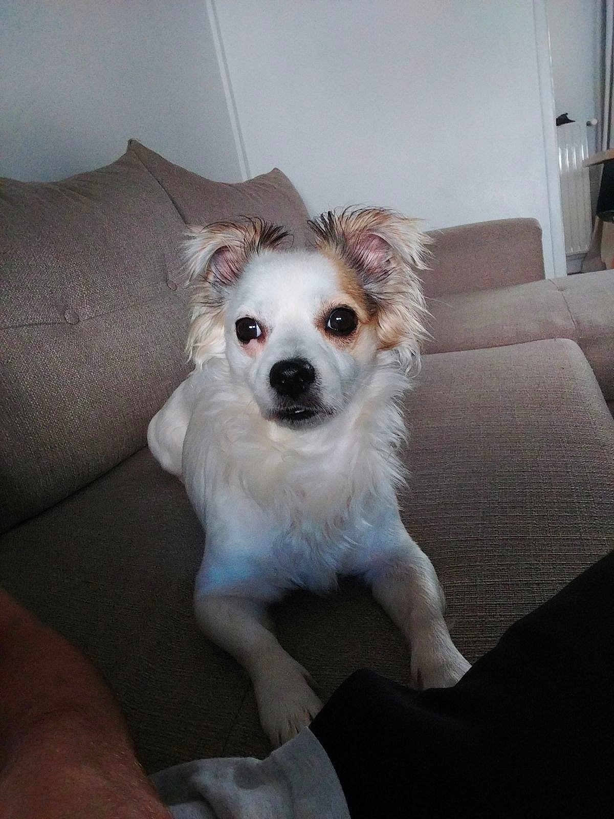 Maya