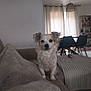 dog, small_dog, couch, blanket, living_room, curtains, chair, wooden_chair, furniture, pet, indoors, cozy, fur, white_dog, ears, looking, home, light, window, blanket_folded