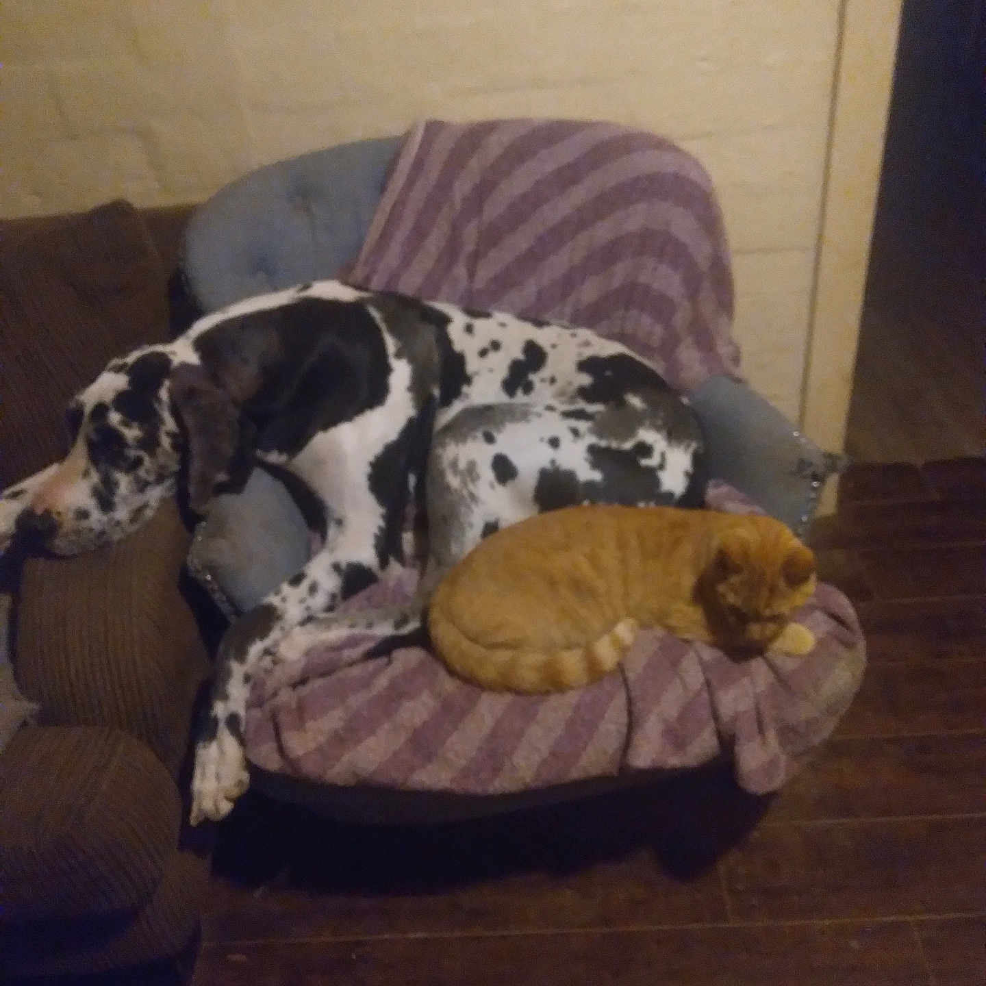 David Wright is registered to the contest to win money with this photo: armchair, cat, companion, cozy, dog, domestic, furniture, great_dane, harlequin, indoor, large_dog, living_room, napping, orange_cat, pet, relaxed, sleeping, spotted, striped_blanket, wooden_floor