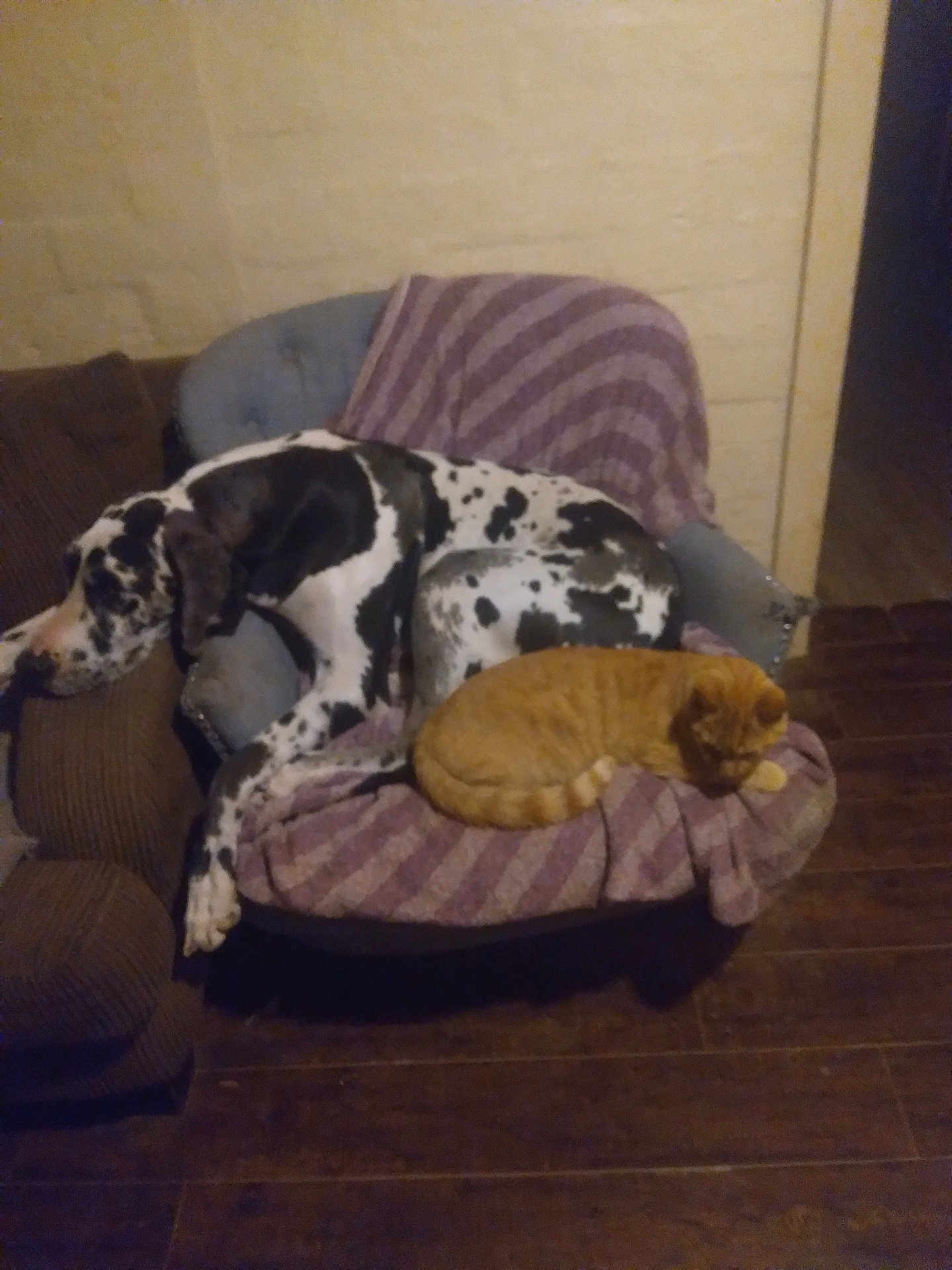 David Wright is registered to the contest to win money with this photo: dog, cat, great_dane, harlequin, orange_cat, striped_blanket, armchair, sleeping, cozy, indoor, pet, companion, wooden_floor, furniture, napping, domestic, living_room, spotted, large_dog, relaxed