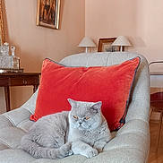 Umaya participe au concours pour gagner de l'argent avec cette photo : armchair, cat, comfortable, cozy, decor, domestic, feline, furniture, gray_cat, indoor, lamp, living_room, painting, pet, portrait, red_cushion, relaxed, resting, table, wooden_floor