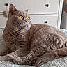 Umaya participe au concours pour gagner de l'argent avec cette photo : animal, bedspread, cat, close_up, curious, domestic_animal, dormitory, drawer, dresser, feline, fur, golden_eyes, gray_cat, indoor, knobs, lying_down, pet, relaxed, texture, whiskers