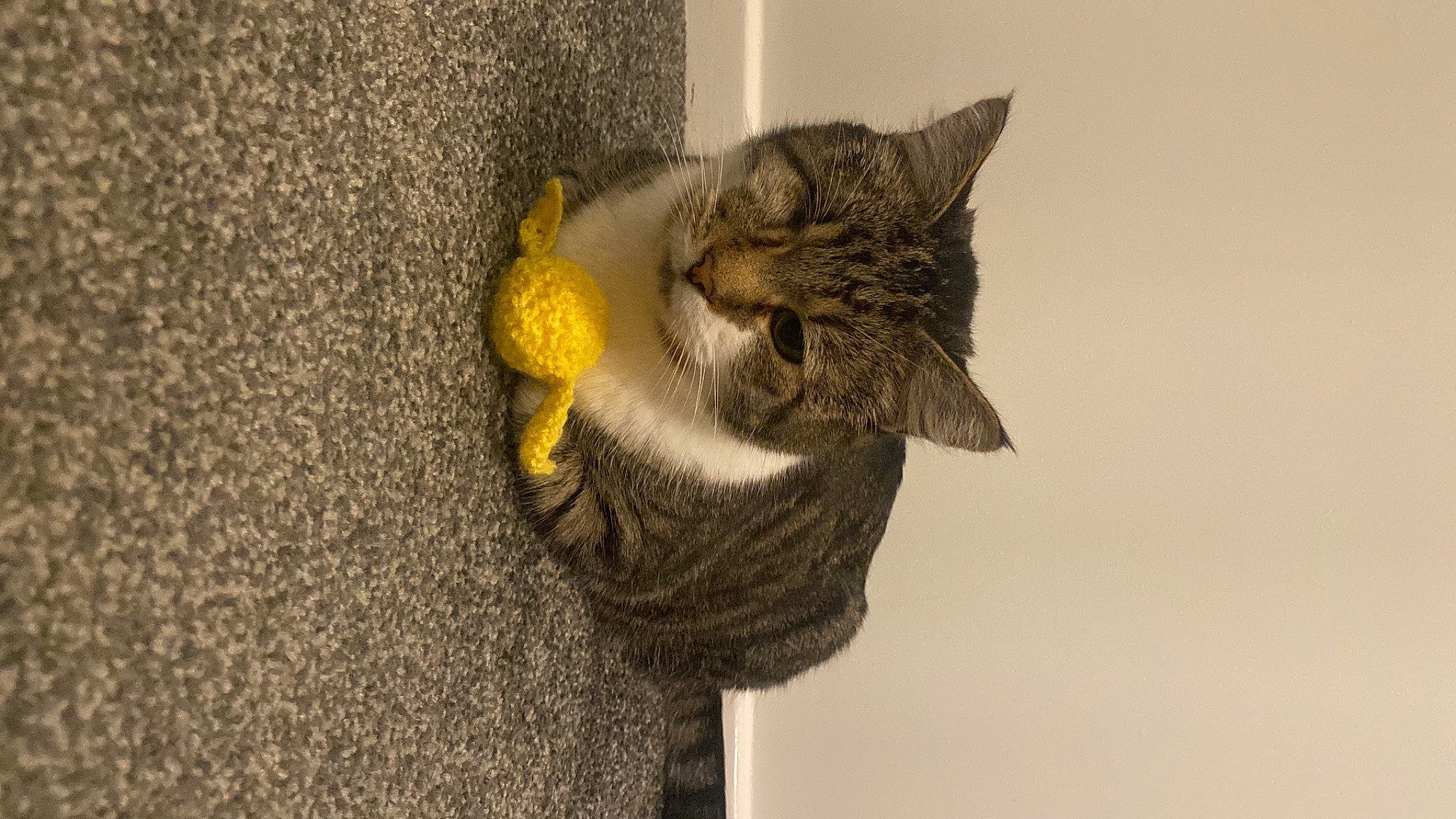 Alex joined the competition — help win amazing prizes! carnivore, cat, cat_supply, claw, domestic_short_haired_cat, felidae, fur, grey, paw, plant, small_to_medium_sized_cats, snout, tail, terrestrial_animal, thread, tree, whiskers, wildlife, wood, woolen