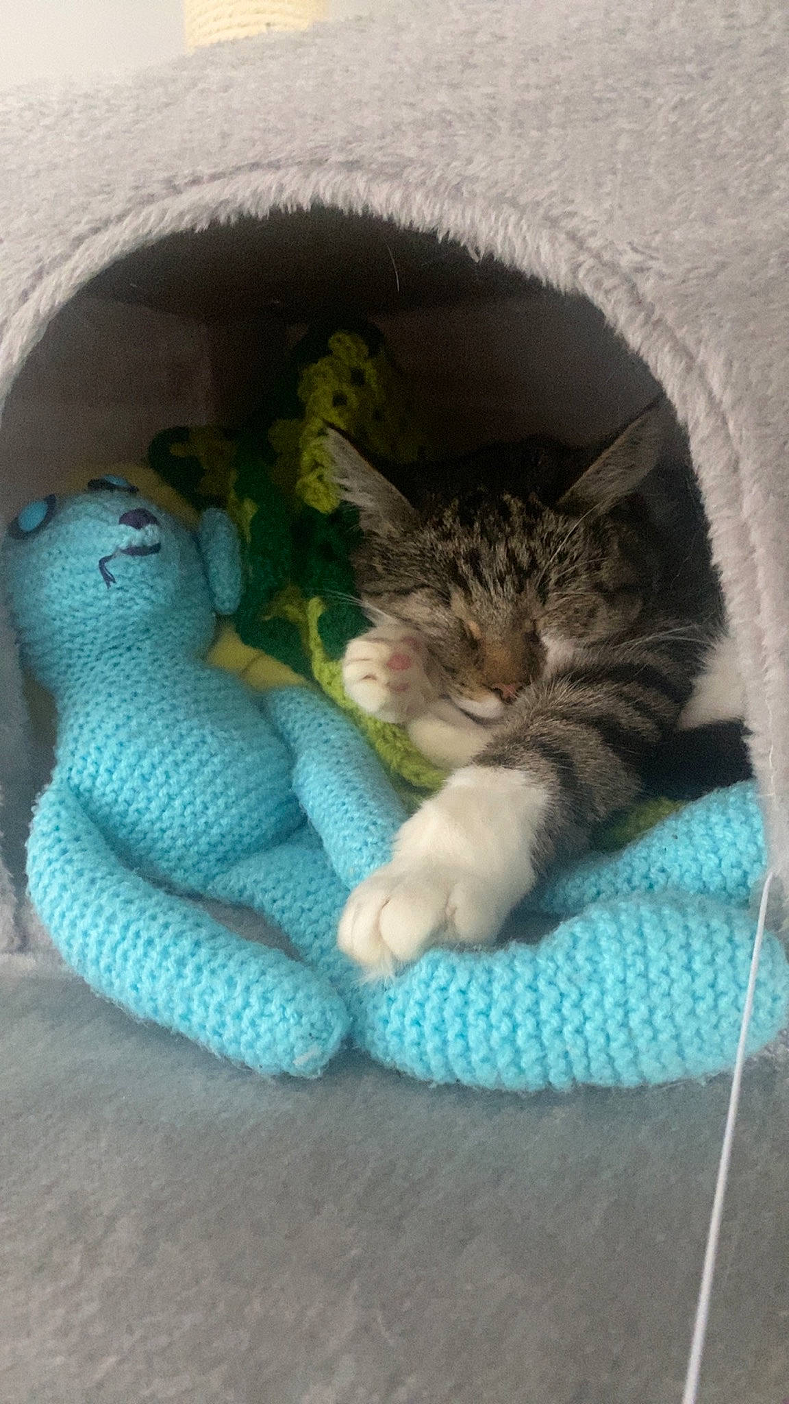 Alex joined the competition — help win amazing prizes! carnivore, cat, cat_supply, claw, comfort, domestic_short_haired_cat, fawn, felidae, fur, grey, linens, paw, small_to_medium_sized_cats, stuffed_toy, tail, toy, vertebrate, whiskers, wool, woolen