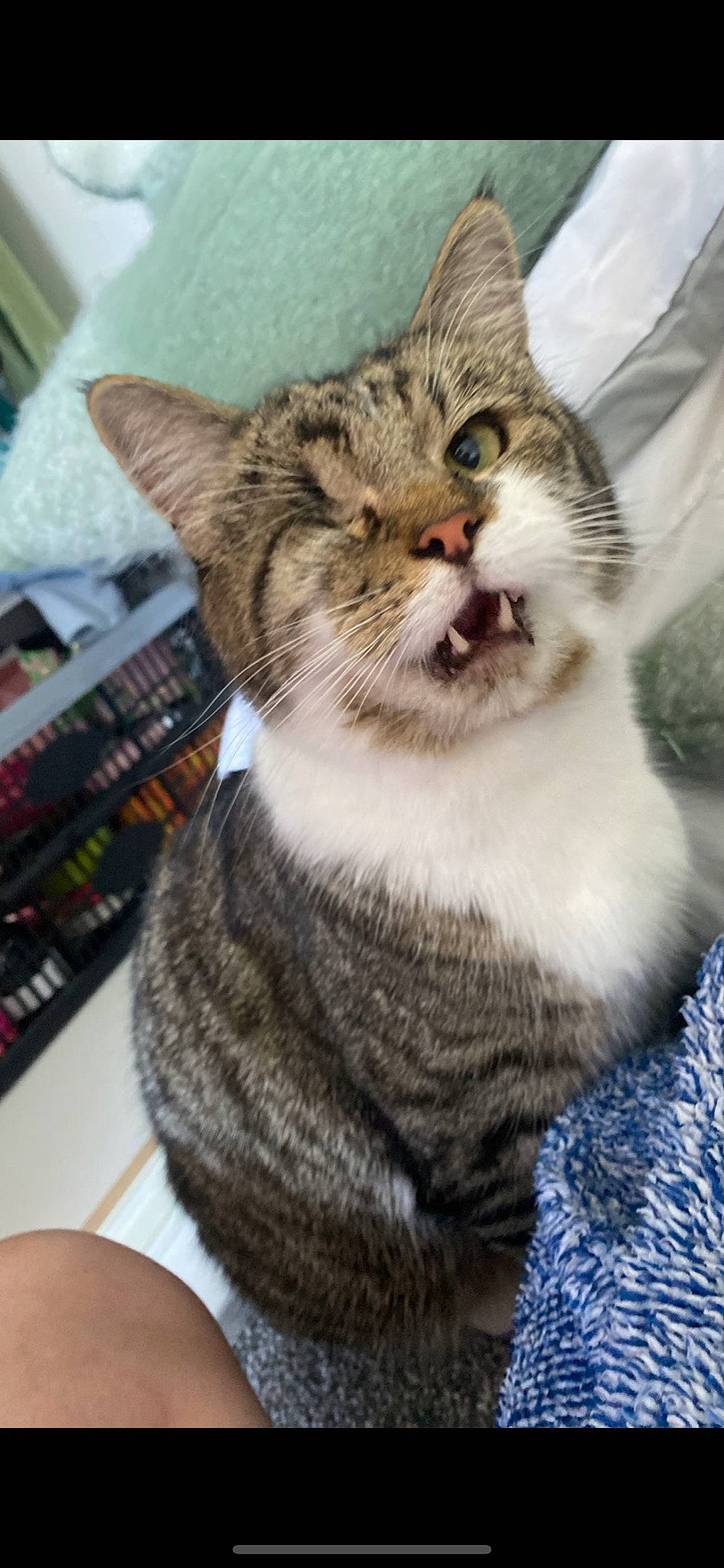 Alex joined the competition — help win amazing prizes! carnivore, cat, claw, domestic_short_haired_cat, felidae, fur, paw, shelf, sitting, small_to_medium_sized_cats, snout, tail, tree, whiskers, window