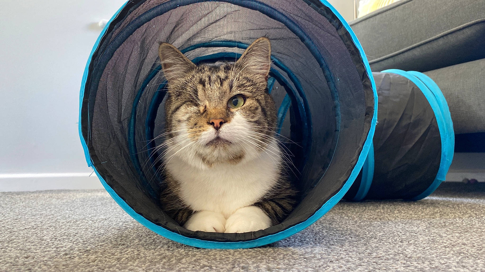 Alex joined the competition — help win amazing prizes! automotive_tire, automotive_wheel_system, blue, box, carnivore, cat, cat_supply, comfort, domestic_short_haired_cat, door, electric_blue, felidae, fur, paw, pet_supply, sitting, small_to_medium_sized_cats, snout, whiskers, window