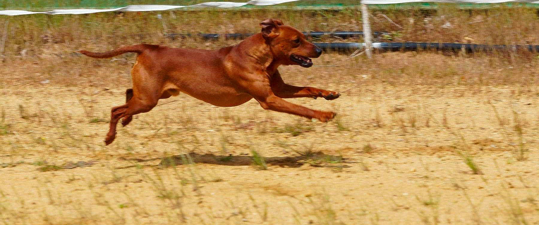 Pop Corn a rejoint le concours — aidez-le/la à gagner de superbes lots ! animal_sports, canidae, carnivore, dog, dog_breed, dog_sports, dog_supply, fawn, hunting_dog, liver, soil, sorrel, sporting_group, sports, stallion, terrestrial_animal, working_animal, working_dog