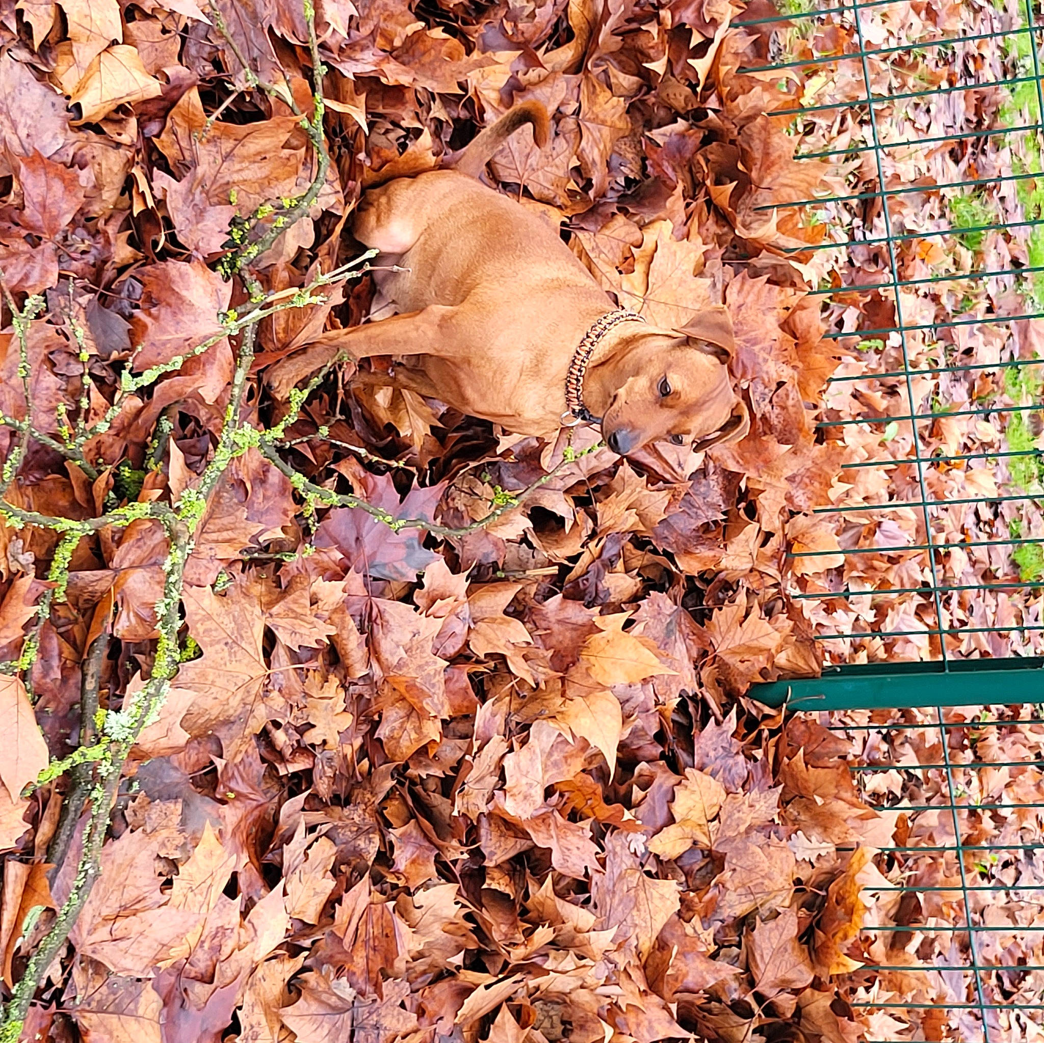 Pop Corn participe au concours pour gagner de l'argent avec cette photo : art, autumn, brick, deciduous, dog, fawn, grass, groundcover, leaf, people_in_nature, plant, plant_stem, soil, terrestrial_animal, toy, tree, trunk, twig, waste, wood