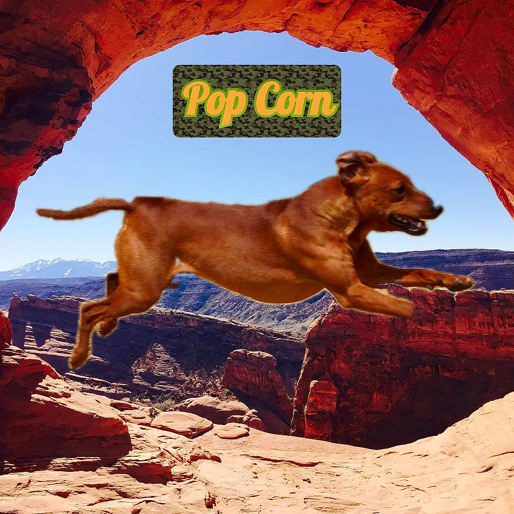 Pop Corn a rejoint le concours — aidez-le/la à gagner de superbes lots ! ancient_dog_breeds, art, canidae, carnivore, dog, dog_breed, fawn, hunting_dog, landscape, liver, mountain, pack_animal, rock, sky, sporting_group, terrestrial_animal, wildlife, working_animal