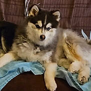 Bounty participe au concours pour gagner de l'argent avec cette photo : dog, puppy, husky, fluffy, couch, blue_cloth, pet, indoor, fur, animal, resting, cute, collar, tag, paw, ears, face, lying_down, brown_background, domestic_animal
