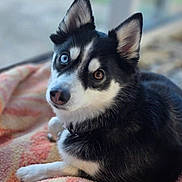 Cayenne participe au concours pour gagner de l'argent avec cette photo : dog, husky, heterochromia, blue_eye, brown_eye, pet, animal, portrait, laying_down, blanket, cozy, fur, ears, cute, domestic_animal, indoor, closeup, expression, mammal, resting