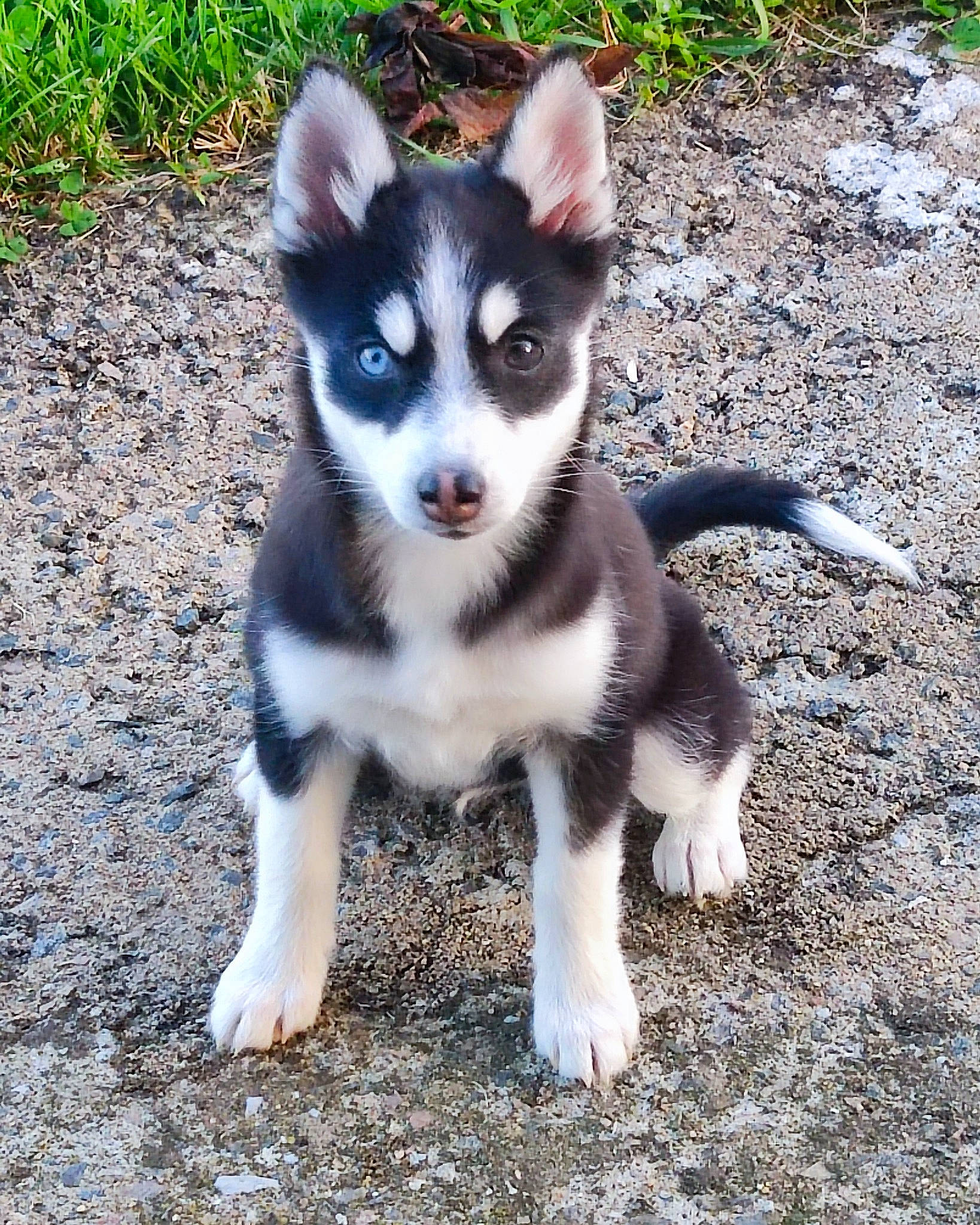 Cayenne participe au concours pour gagner de l'argent avec cette photo : balance, canidae, carnivore, companion_dog, dog, dog_breed, electric_blue, fawn, grass, non_sporting_group, plant, soil, sporting_group, terrestrial_animal, working_animal, working_dog