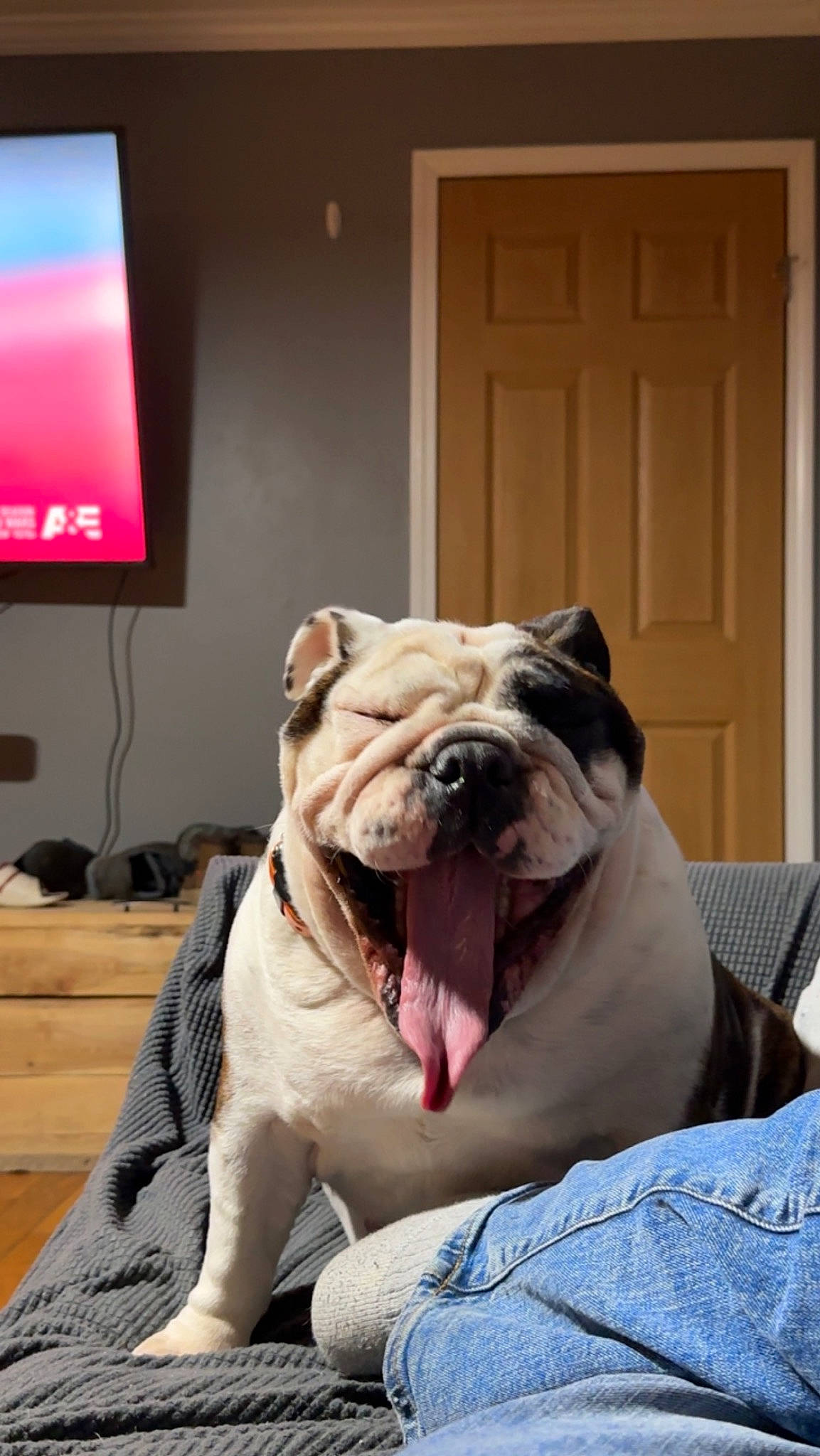 Chaos is registered to the contest to win money with this photo: bulldog, canidae, carnivore, comfort, companion_dog, dog, dog_breed, door, fawn, flooring, home_door, snout, sporting_group, television, terrestrial_animal, toy_dog, whiskers, wood, working_animal, wrinkle