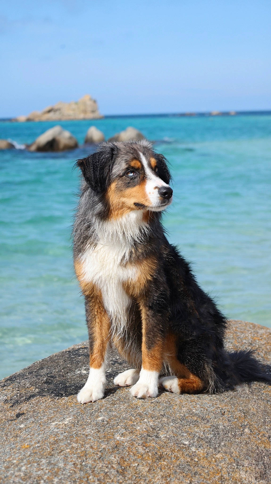 Txeru participe au concours pour gagner de l'argent avec cette photo : australian_shepherd, beach, bernese_mountain_dog, border_collie, canidae, carnivore, companion_dog, dog, dog_breed, herding_dog, horizon, lake, ocean, sky, sporting_group, tail, water, wave, wind_wave, working_dog