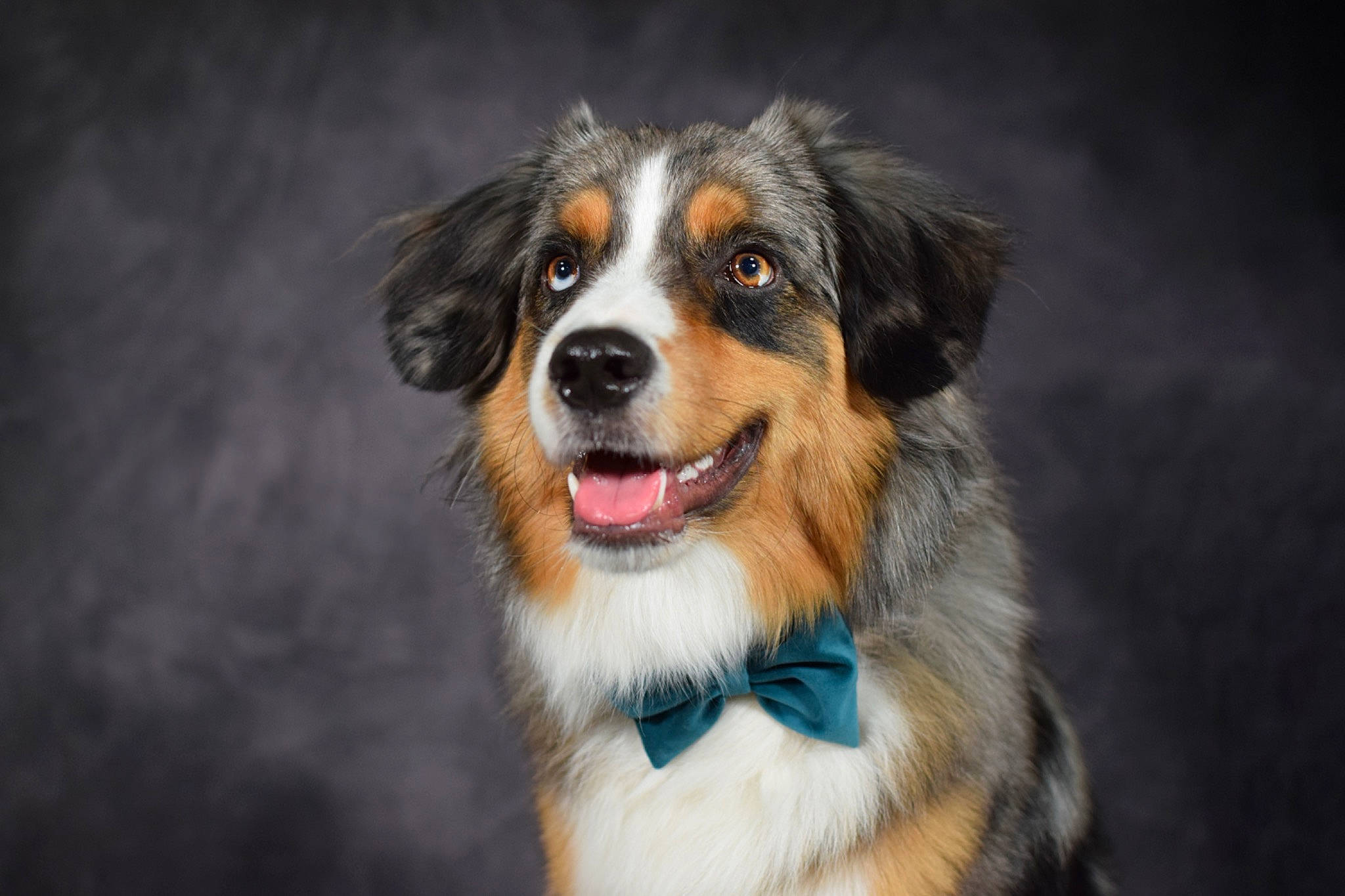 Txeru participe au concours pour gagner de l'argent avec cette photo : australian_collie, australian_shepherd, ball, border_collie, canidae, carnivore, companion_dog, dog, dog_breed, fur, herding_dog, snout, sporting_group, whiskers, working_dog