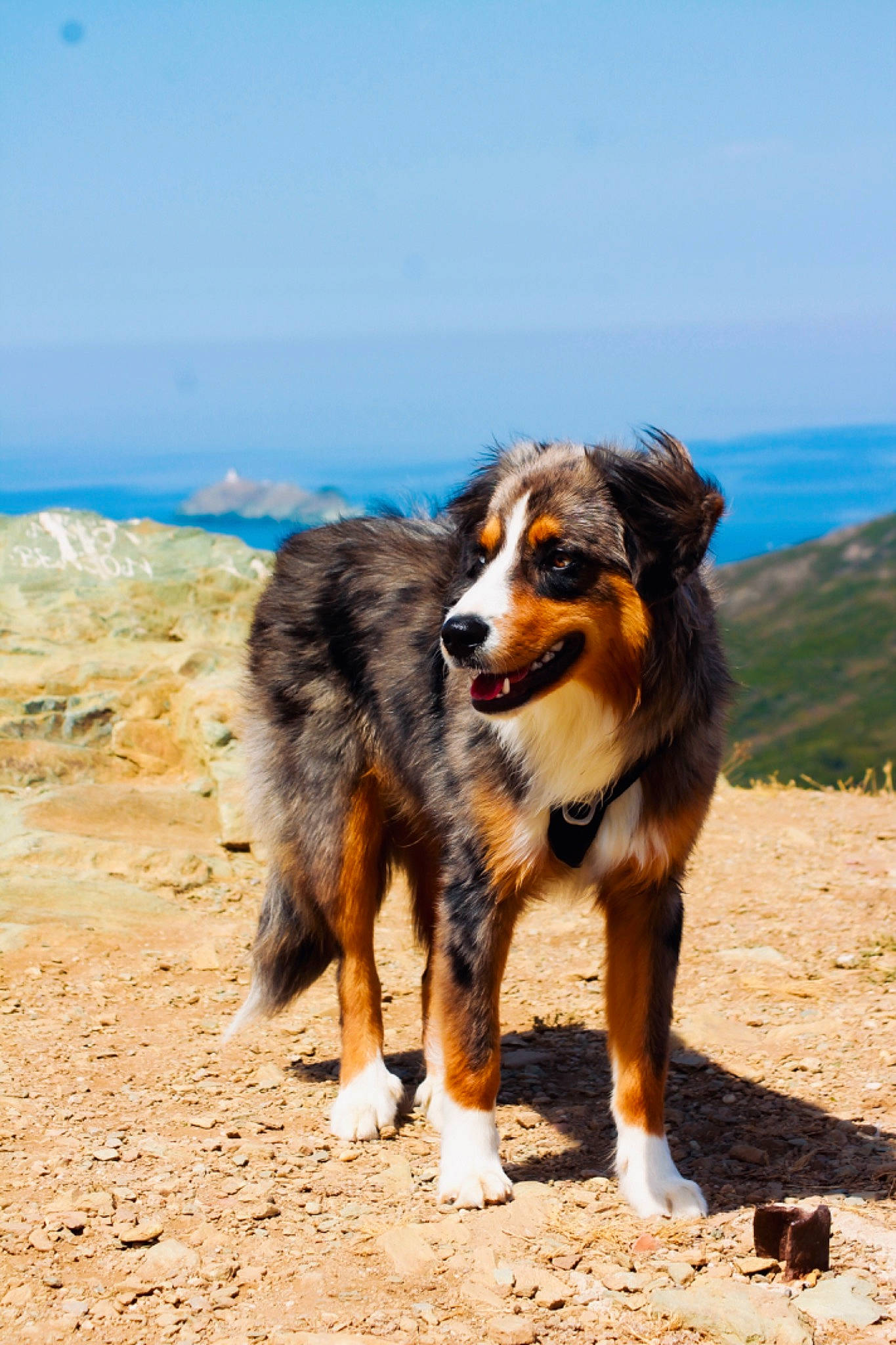 Txeru a rejoint le concours — aidez-le/la à gagner de superbes lots ! australian_shepherd, bernese_mountain_dog, border_collie, canidae, carnivore, collie, companion_dog, dog, dog_breed, herding_dog, horizon, landscape, sky, soil, sporting_group, terrestrial_animal, water, working_dog