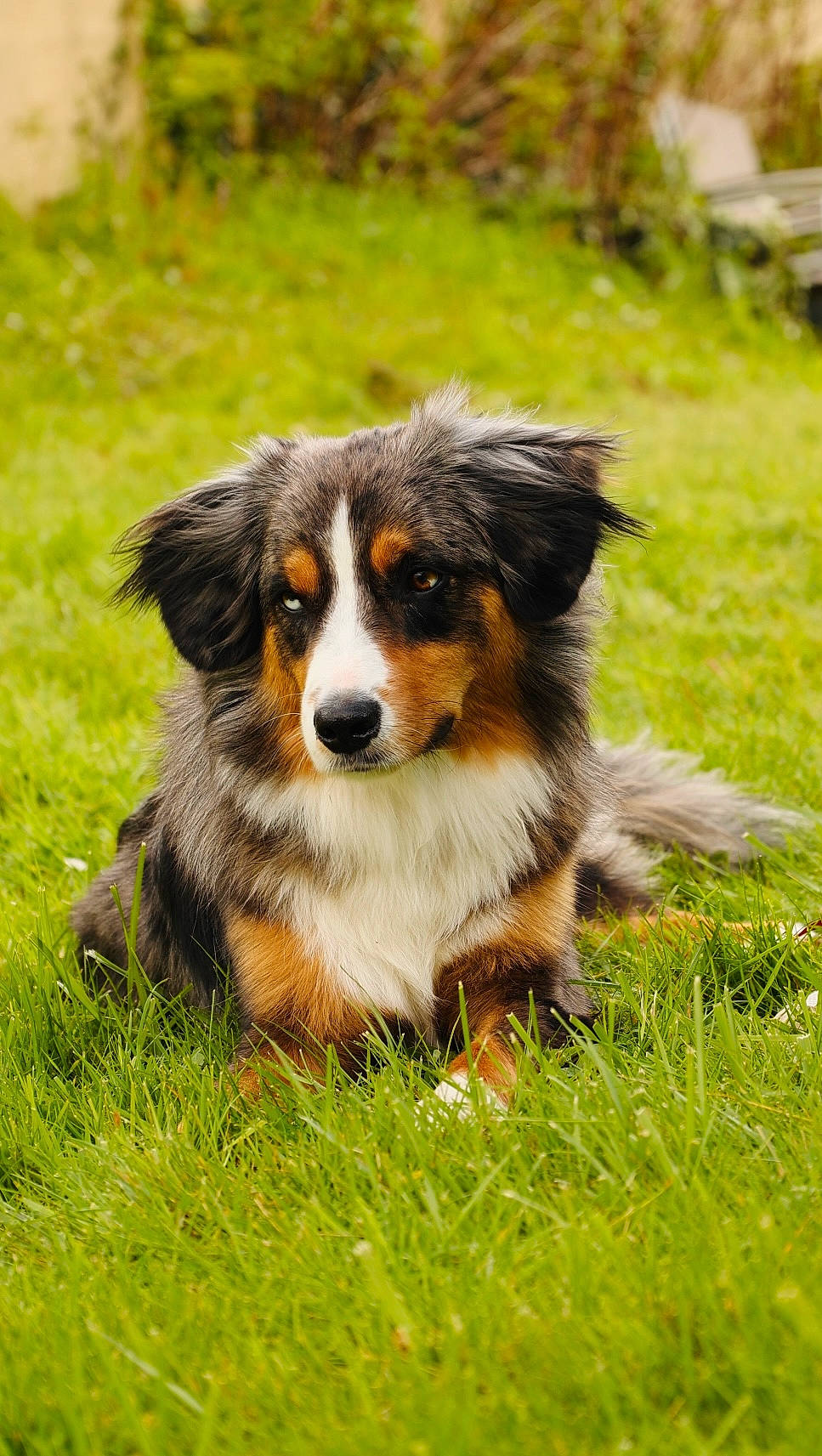 Txeru a rejoint le concours — aidez-le/la à gagner de superbes lots ! australian_collie, bernese_mountain_dog, border_collie, canidae, carnivore, collie, companion_dog, dog, dog_breed, grass, herding_dog, miniature_australian_shepherd, plant, snout, sporting_group, terrestrial_animal, working_dog