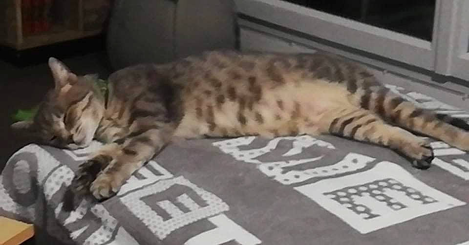 Fiona participe au concours pour gagner de l'argent avec cette photo : big_cats, carnivore, cat, claw, comfort, domestic_short_haired_cat, fawn, felidae, flooring, fur, mammal, nap, paw, small_to_medium_sized_cats, snout, tail, terrestrial_animal, vertebrate, whiskers, wildlife