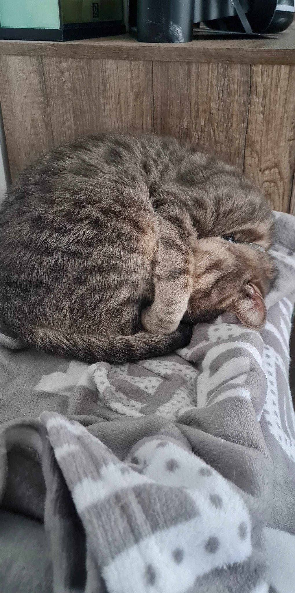 Fiona participe au concours pour gagner de l'argent avec cette photo : carnivore, cat, claw, comfort, domestic_short_haired_cat, eye, felidae, fur, grey, linens, monochrome, monochrome_photography, nap, paw, small_to_medium_sized_cats, snout, tail, textile, whiskers, wildlife