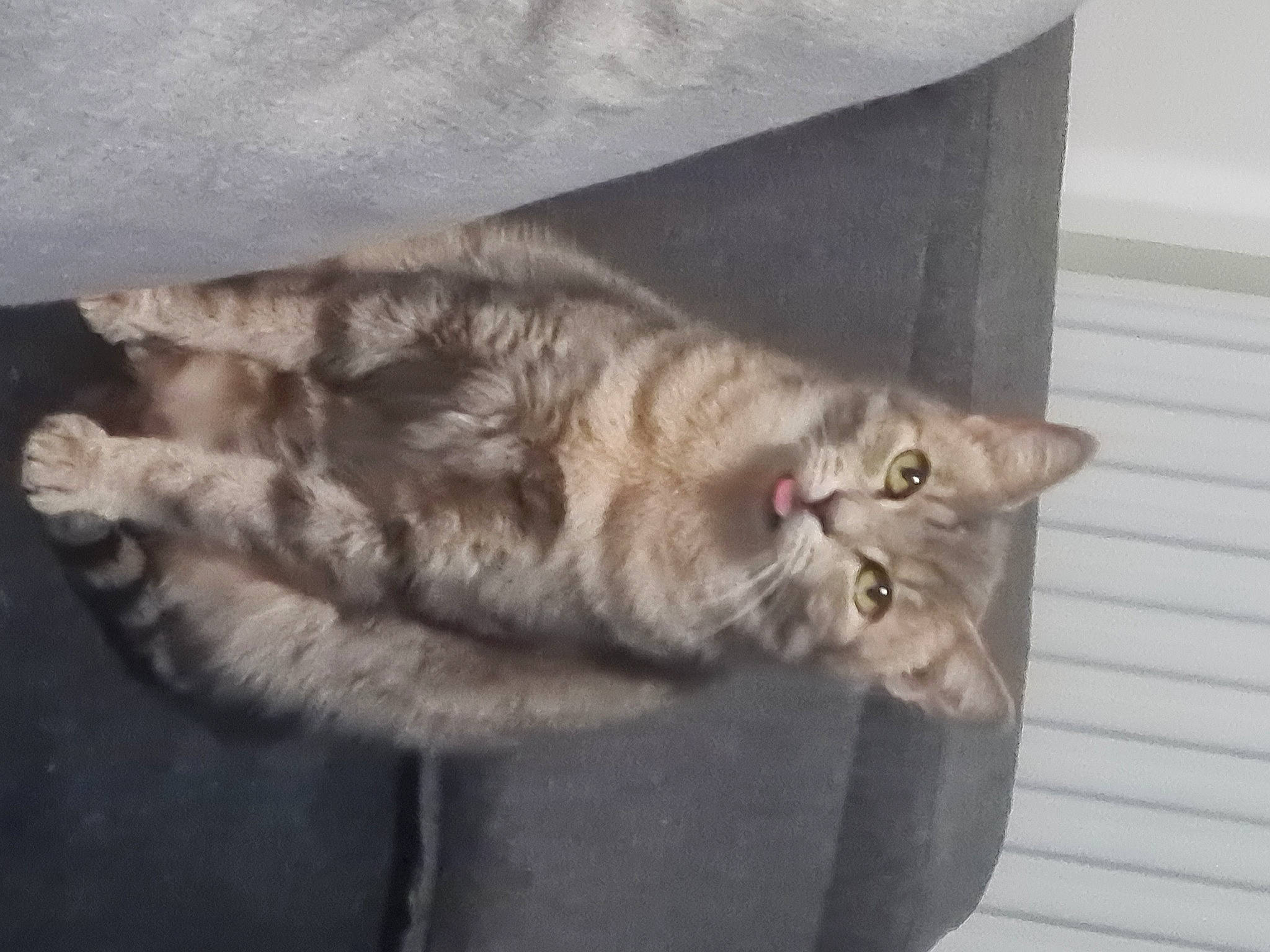 Fiona participe au concours pour gagner de l'argent avec cette photo : carnivore, cat, claw, comfort, domestic_short_haired_cat, felidae, fur, grey, paw, plant, small_to_medium_sized_cats, snout, tail, whiskers