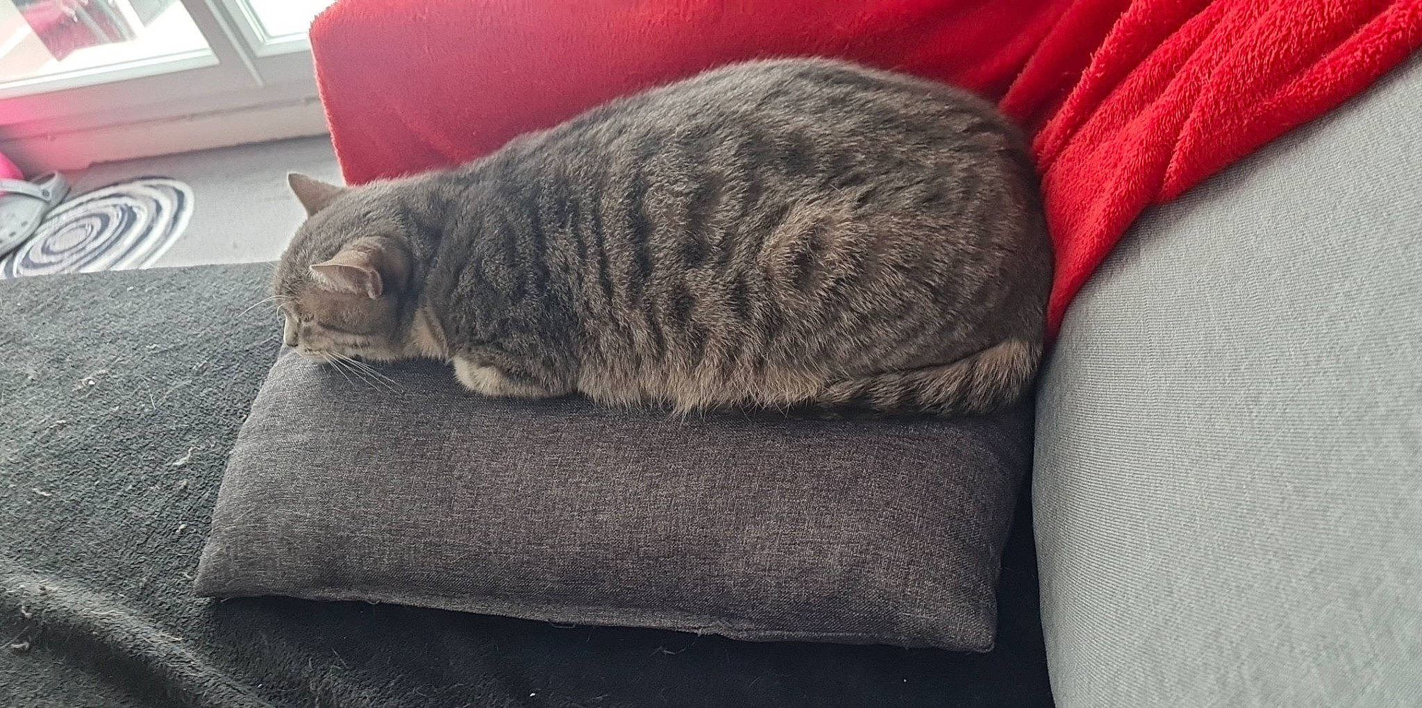 Fiona participe au concours pour gagner de l'argent avec cette photo : bedding, carnivore, cat, cloud, comfort, domestic_short_haired_cat, felidae, fur, grey, linens, mountain, nap, paw, sleep, small_to_medium_sized_cats, snout, tail, whiskers, wood, wool