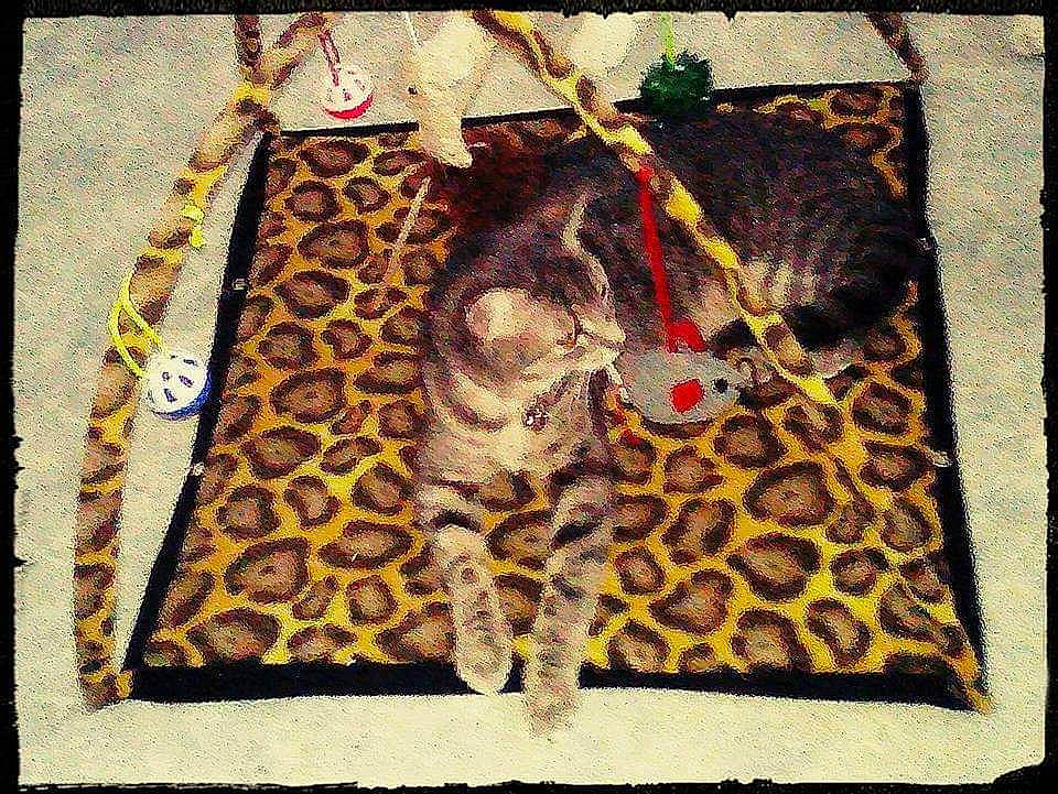 Fiona participe au concours pour gagner de l'argent avec cette photo : art, carnivore, cat, creative_arts, fawn, felidae, font, fur, illustration, linens, painting, pattern, rectangle, sleeve, small_to_medium_sized_cats, terrestrial_animal, textile, visual_arts, whiskers, wildlife