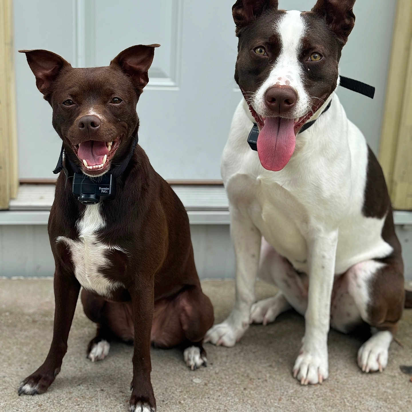 Daisy And Roxy joined the competition — help win amazing prizes! accessories, animal, bodypart, bostonbull, bulldog, canine, collar, dog, hound, husky, labradorretriever, mouth, person, pet, pitbull, pointer, puppy, strap, tongue, whitedog