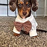Whisky joined the competition — help win amazing prizes! animal, bow_tie, brown_dog, carpet, cute, dachshund, dog, domestic_animal, ears, floor, fur, indoor, looking_at_camera, pet, portrait, puppy, sitting, small_dog, sweater, young_dog