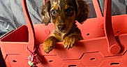 Whisky joined the competition — help win amazing prizes! animal, bag, charm, coral, curious, cute, decor, dog, ears, face, flower, fur, handle, indoor, looking, paw_print, pet, puppy, small_dog, toy