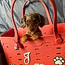 animal, bag, charm, coral, curious, cute, decor, dog, ears, face, flower, fur, handle, indoor, looking, paw_print, pet, puppy, small_dog, toy