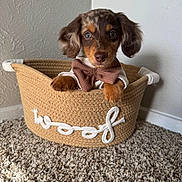 Whisky is registered to the contest to win money with this photo: adorable, animal, basket, bow_tie, brown, carpet, cute, dachshund, dog, floor, indoor, looking, pet, portrait, puppy, sitting, small, texture, wall, white