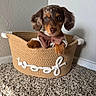 adorable, animal, basket, bow_tie, brown, carpet, cute, dachshund, dog, floor, indoor, looking, pet, portrait, puppy, sitting, small, texture, wall, white
