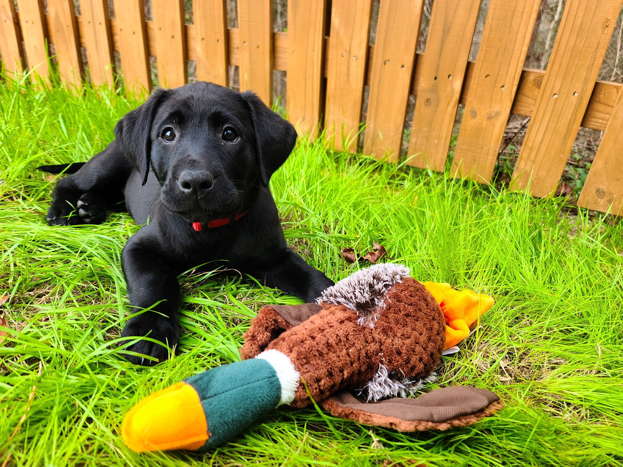 Nalani is registered to the contest to win money with this photo: carnivore, collar, companion_dog, dog, dog_breed, dog_collar, dog_supply, fawn, fence, glove, grass, guard_dog, home_fencing, lawn, personal_protective_equipment, plant, retriever, sporting_group, tail, working_animal