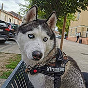 Husko participe au concours pour gagner de l'argent avec cette photo : dog, husky, blue_eyes, bench, harness, outdoor, street, tree, pet, animal, fur, canine, sitting, sidewalk, urban, daylight, close_up, leash, collar, portrait