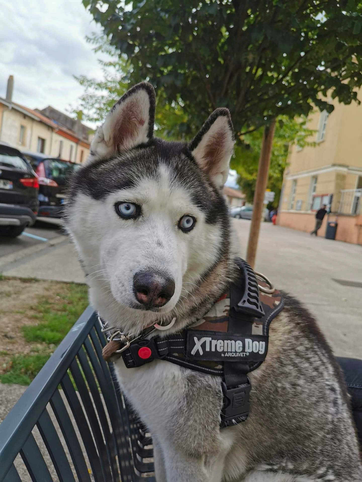 Husko participe au concours pour gagner de l'argent avec cette photo : dog, husky, blue_eyes, bench, harness, outdoor, street, tree, pet, animal, fur, canine, sitting, sidewalk, urban, daylight, close_up, leash, collar, portrait