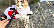 Shea is registered to the contest to win money with this photo: cat, animal, pet, rock, outdoor, nature, tree, leash, hand, fur, costume, white, orange, greenery, sky, wildlife, mammal, cute, portrait, calm