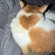 Shea joined the competition — help win amazing prizes! cat, fur, heart_shape, animal, pet, sleeping, resting, cozy, bed, blanket, orange, white, black, closeup, indoor, cute, fluffy, whiskers, ears, soft
