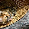 cat, fluffy, basket, woven, carpet, indoor, pet, animal, fur, curious, tongue, closeup, relaxed, home, cute, feline, whiskers, laying, looking, cozy