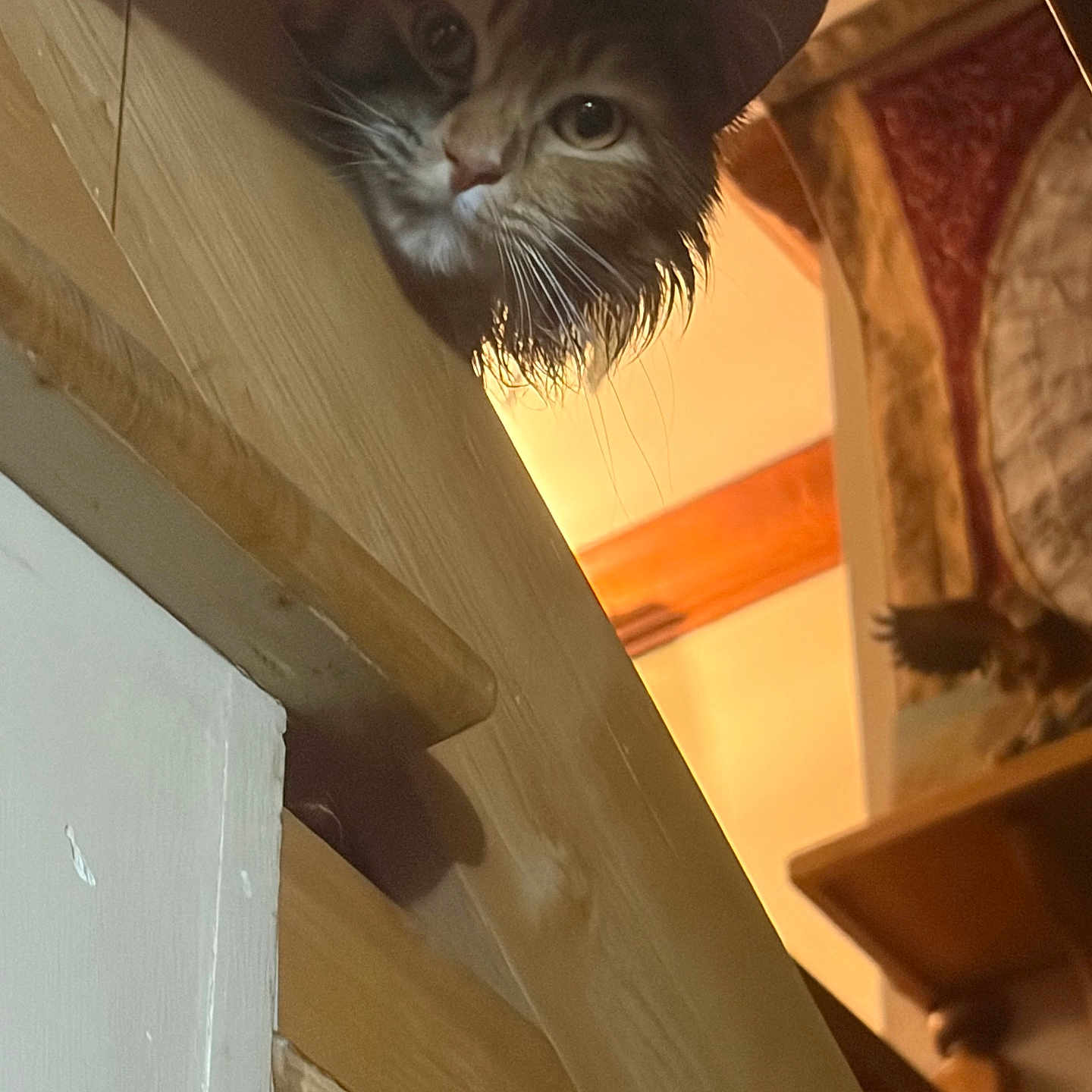 Kal-Kal Aka Kelly joined the competition — help win amazing prizes! cat, curious, indoor, wood, whiskers, fur, peeking, animal, pet, closeup, face, warm_light, cozy, feline, looking, house, domestic, cute, portrait, mystery