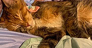 Kal-Kal Aka Kelly joined the competition — help win amazing prizes! cat, sleeping, tabby, bow, bed, blanket, sheet, fur, paw, cozy, rest, cute, pet, animal, domestic, relax, indoor, soft, colorful, peaceful