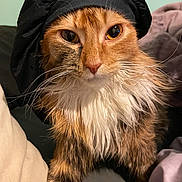 Kal-Kal Aka Kelly is registered to the contest to win money with this photo: cat, orange_cat, white_fur, black_bonnet, pet, animal, whiskers, feline, closeup, indoor, cute, fur, face, eyes, portrait, resting, blanket, cushion, soft, cozy