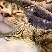 Purrsianna is registered to the contest to win money with this photo: cat, tabby, close_up, sleeping, whiskers, pink_nose, fur, cozy, blanket, indoor, pet, animal, cute, relaxed, soft_texture, resting, mammal, feline, comfort, snuggled
