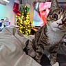 Purrsianna is registered to the contest to win money with this photo: cat, tabby_cat, white_paws, white_chest, curious, bed, blanket, christmas_tree, christmas_lights, stockings, living_room, television, blurred_background, holiday_decor, indoor, pet, feline, close_up, cozy, warm_lighting