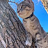 Graysianna joined the competition — help win amazing prizes! cat, kitten, tree, outdoor, nature, animal, curious, fur, collar, bell, closeup, daylight, blue_sky, paw, whiskers, young, pet, climbing, looking, profile