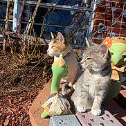 Graysianna is registered to the contest to win money with this photo: cat, kitten, garden, sunlight, statue, brick_wall, window, plant, soil, outdoor, decoration, turtle_statue, frog_statue, curious, pet, animal, daylight, nature, collar, feline