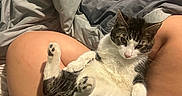Lucky joined the competition — help win amazing prizes! bed, black, blanket, blue_shorts, casual, cat, clothing, comfort, cozy, domestic_animal, fur, home, indoor, lap, legs, person, pet, relaxed, resting, white
