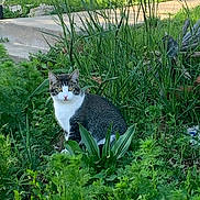 Lucky is registered to the contest to win money with this photo: animal, cat, curious, daylight, feline, foliage, garden, grass, gray, greenery, mammal, nature, outdoor, pet, plants, sitting, stone_path, white, wildlife, yellow_eyes