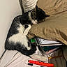 Lucky is registered to the contest to win money with this photo: cat, sleeping, notebook, marker, pillow, stationery, black_and_white, feline, resting, corner, bedroom, pen, highlighter, desk_supplies, cozy, indoor, quiet, relaxed, animal, pet