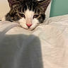 Lucky joined the competition — help win amazing prizes! cat, tabby, pet, sleepy, resting, white_blanket, indoor, close_up, fur, pink_nose, animal, cute, domestic_cat, whiskers, ears, face, eyes, cozy, relaxation, bedroom
